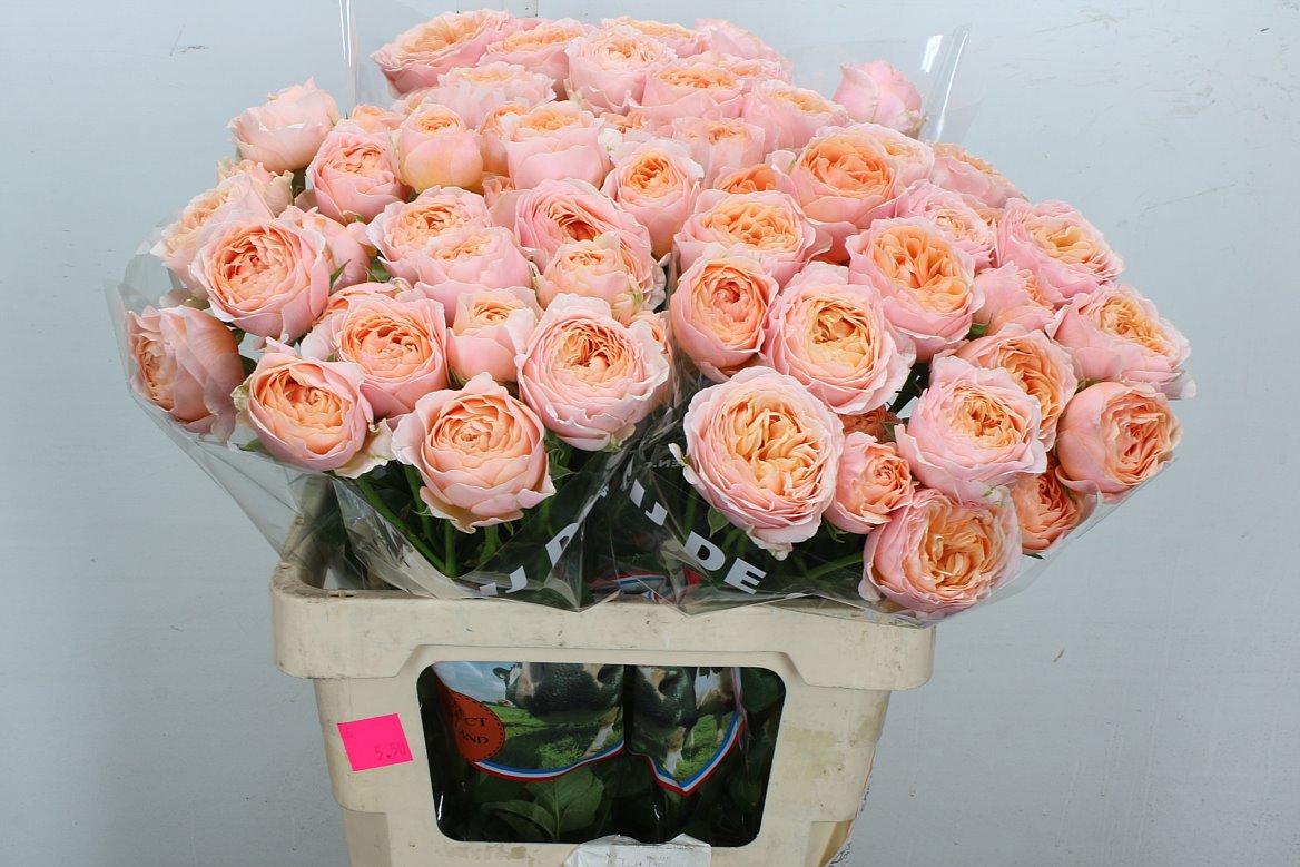 Rosa Spray Keijsers Coral 60cm 2+