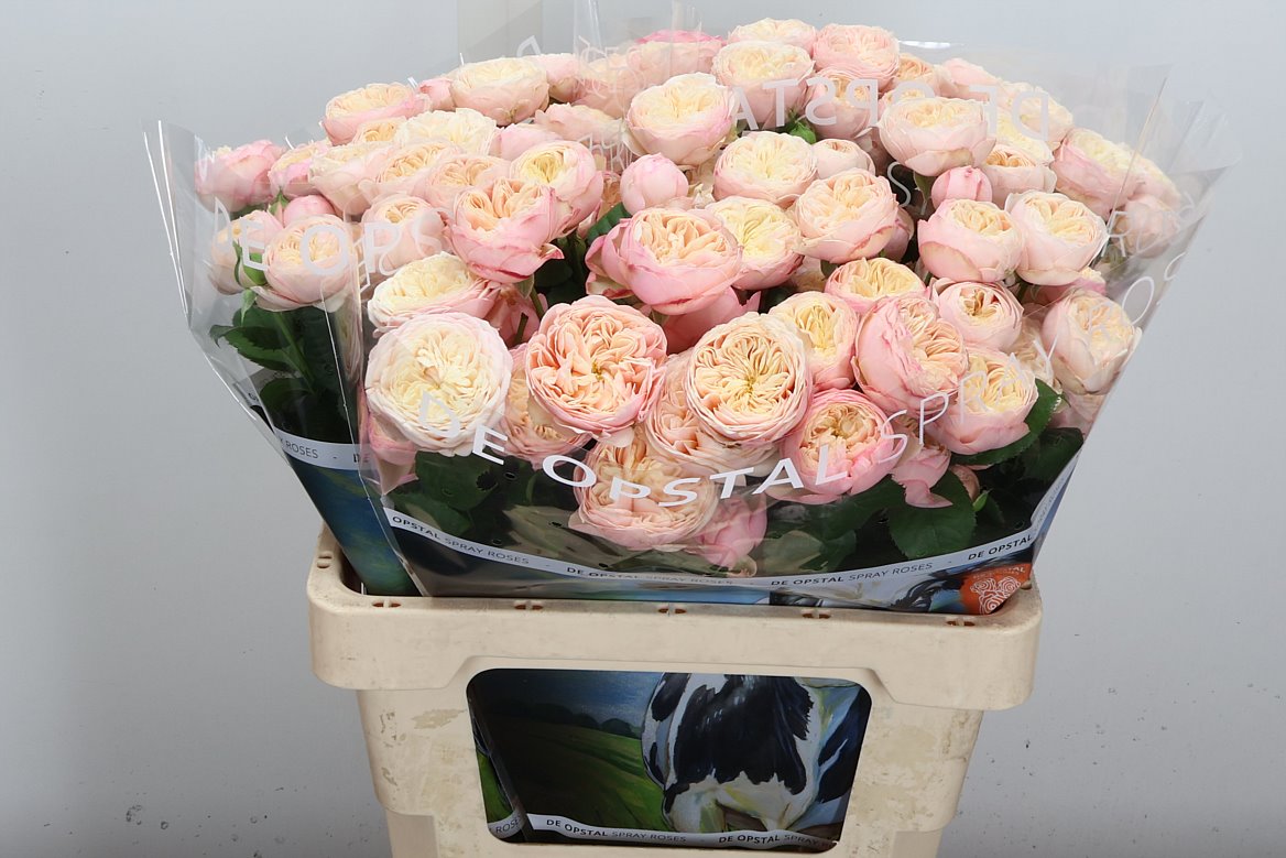 Rosa Spray Royal Blush 60cm 4+