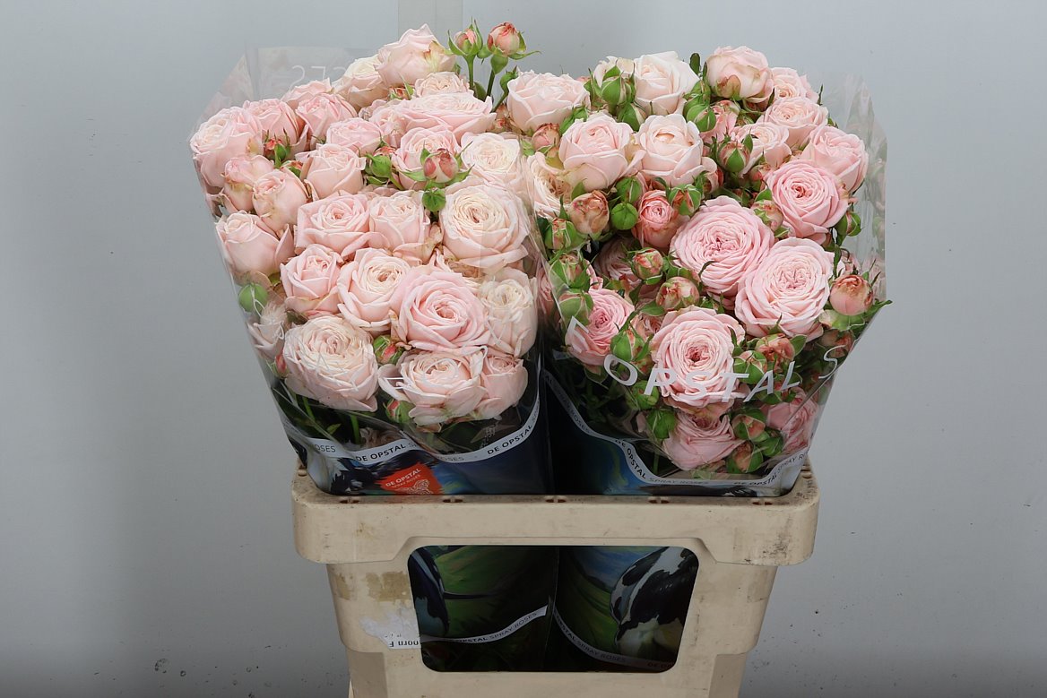Rosa Spray Nynke 60cm 5+