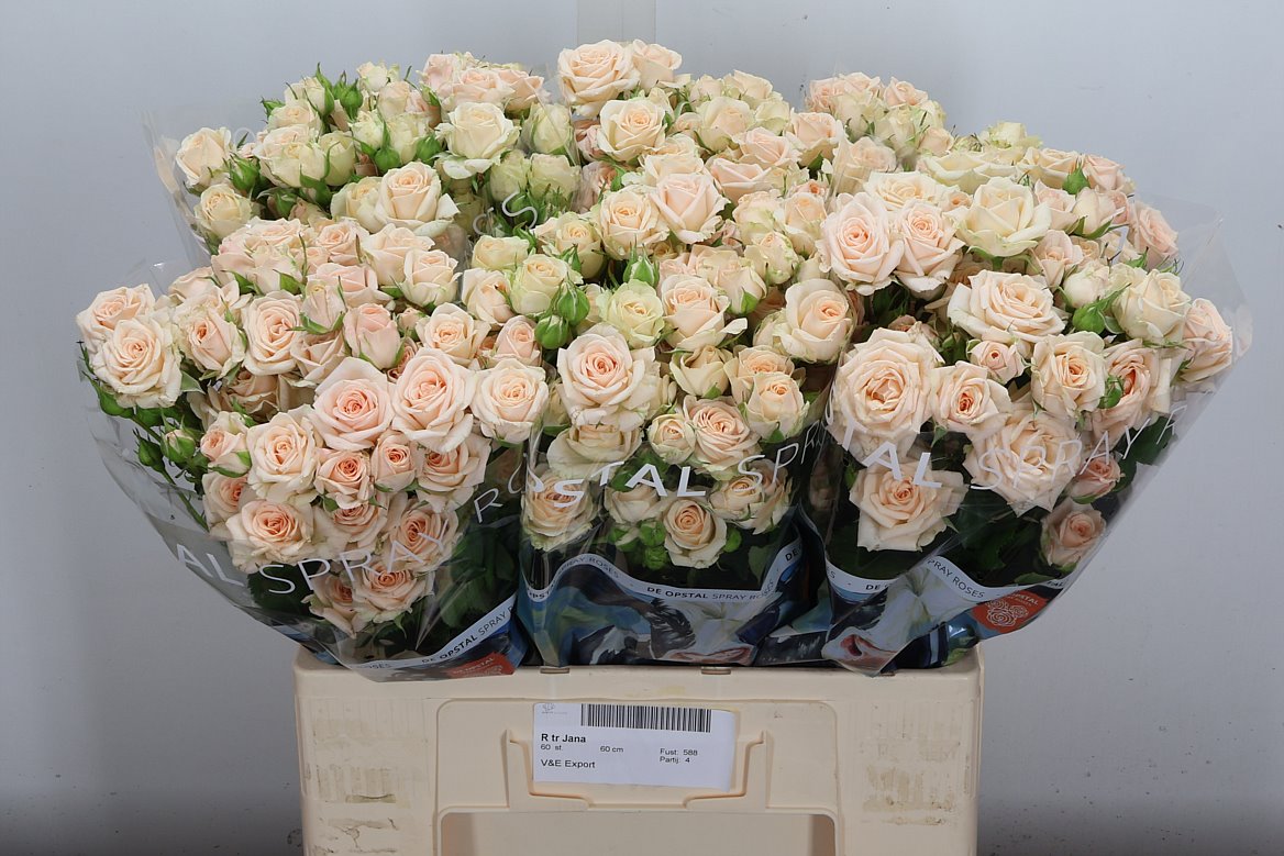 Rosa Spray Jana 60cm 4+