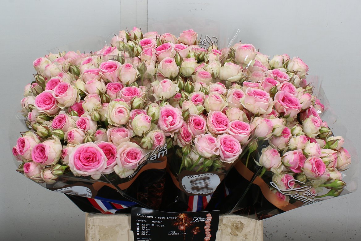 Rosa Spray Mimi Eden 40cm 3+