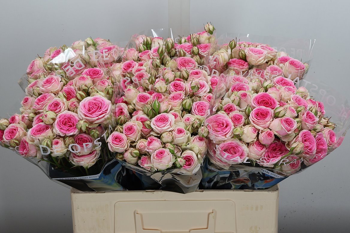 Rosa Spray Mimi Eden 55cm 5+