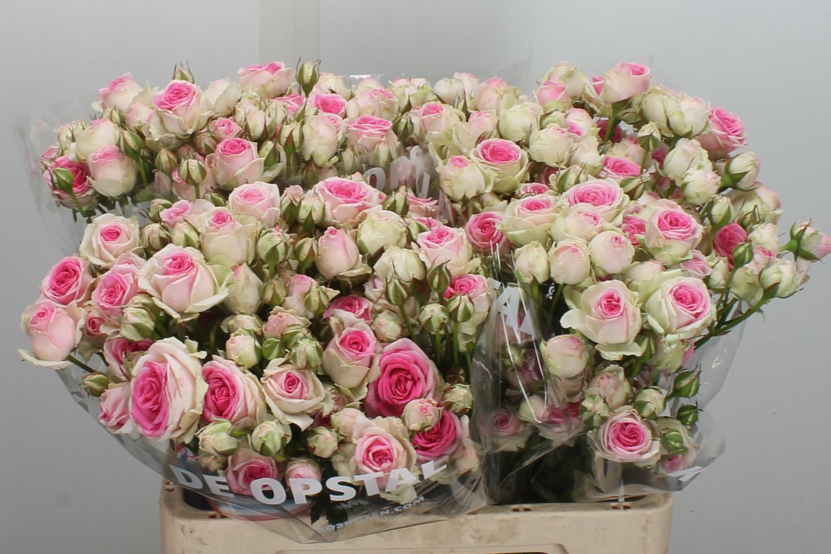 Rosa Spray Mimi Eden 60cm 6+