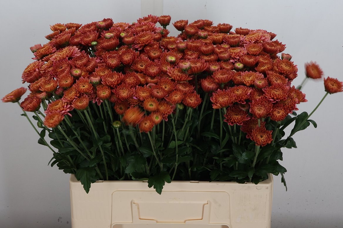 Chrysanth Spray Blenda Salmon 60cm 50gr.