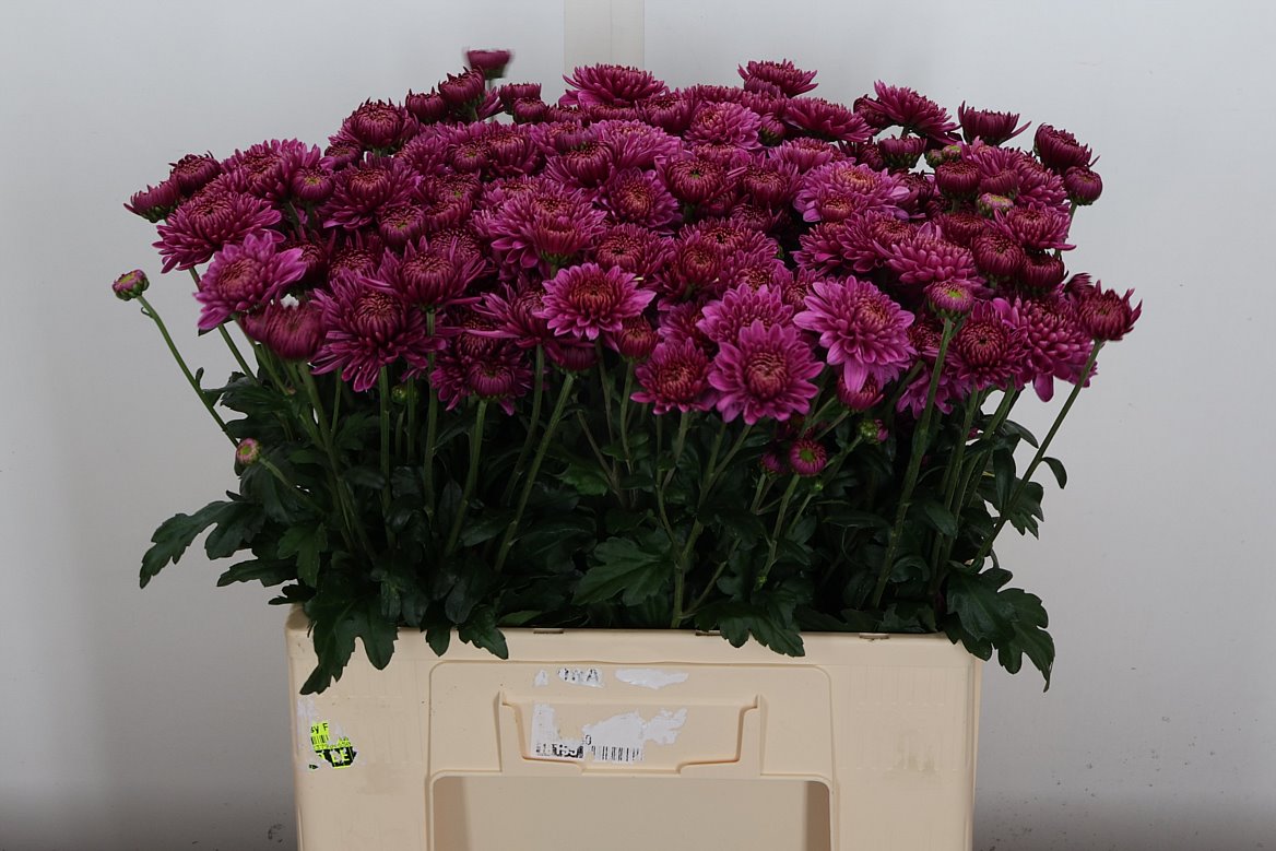 Chrysanth Spray Blenda Purper 60cm 60gr.