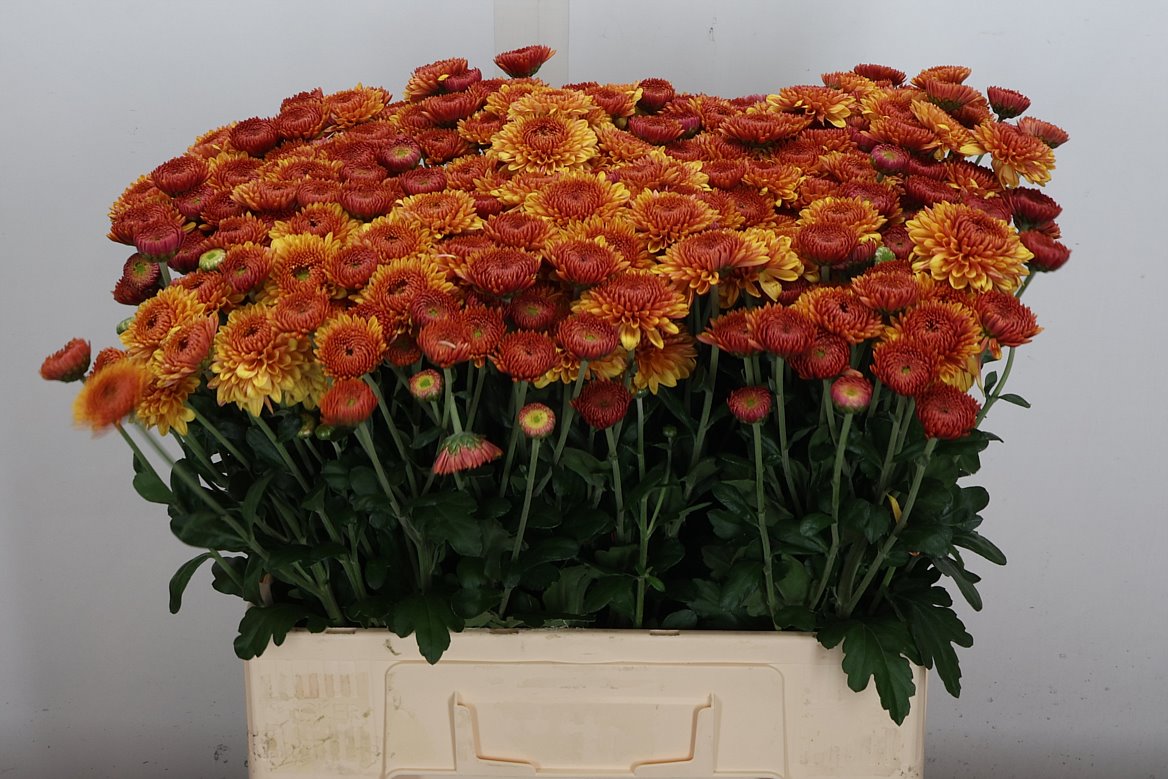 Chrysanth Spray Bella 60cm 60gr.