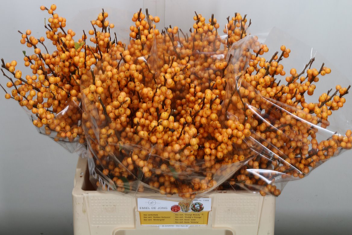 Ilex Verticillata Golden Verboom 60cm