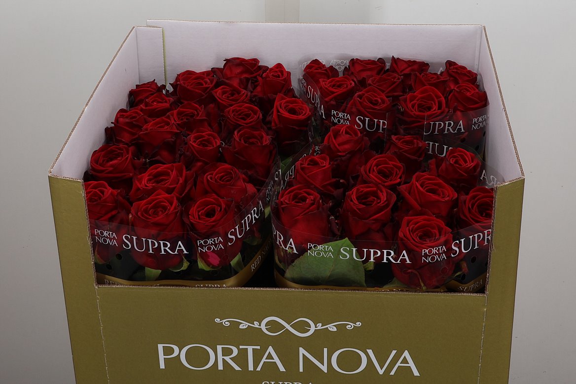 Rosa Red Naomi! 70cm
