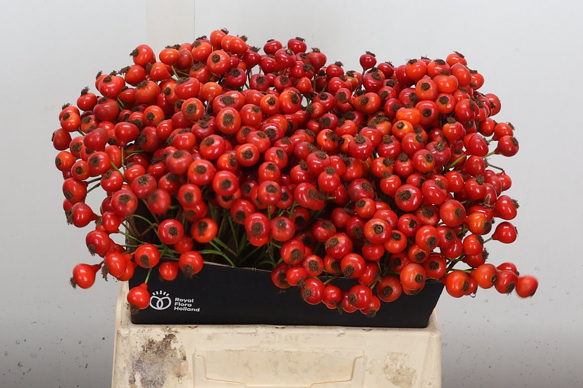 Rosa Red Hooijdonk 2.0 40cm