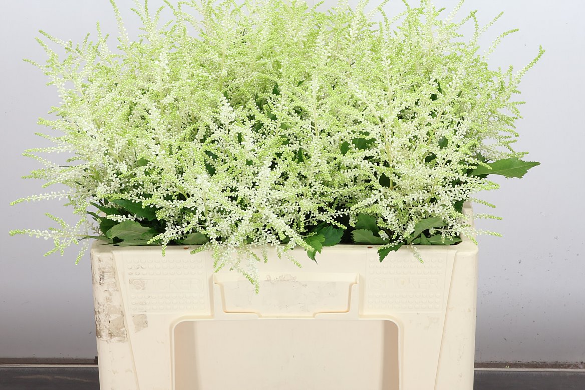 Astilbe Washington 55cm