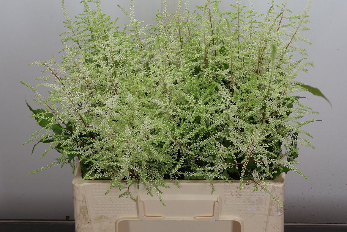 Astilbe Washington 60cm