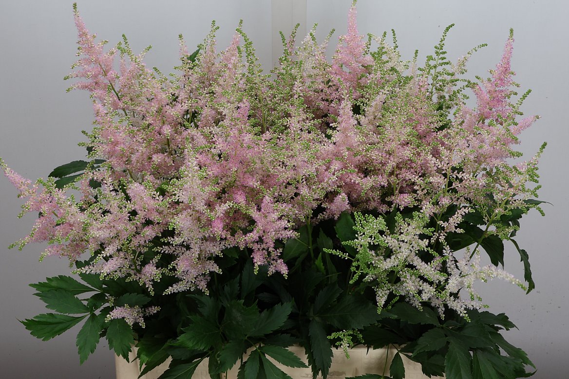 Astilbe Europa 60cm