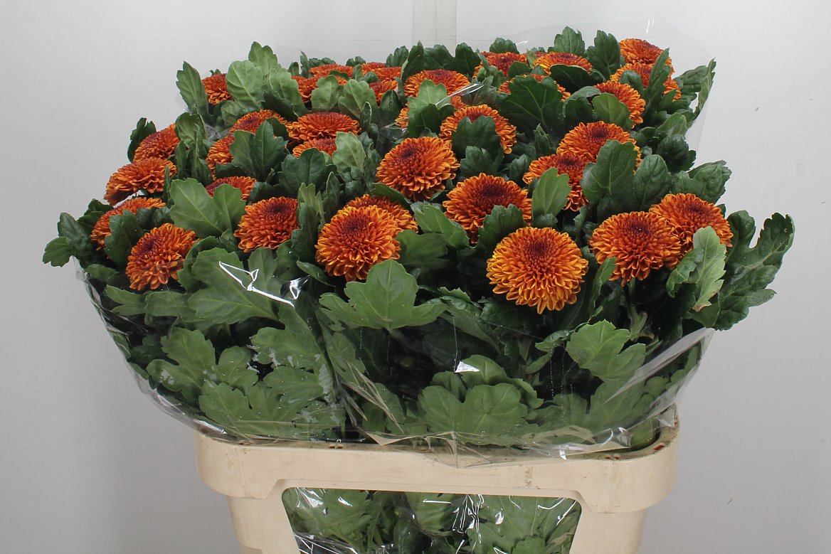 Chrysanth Single Kiev Bicolour 80cm 80gr.