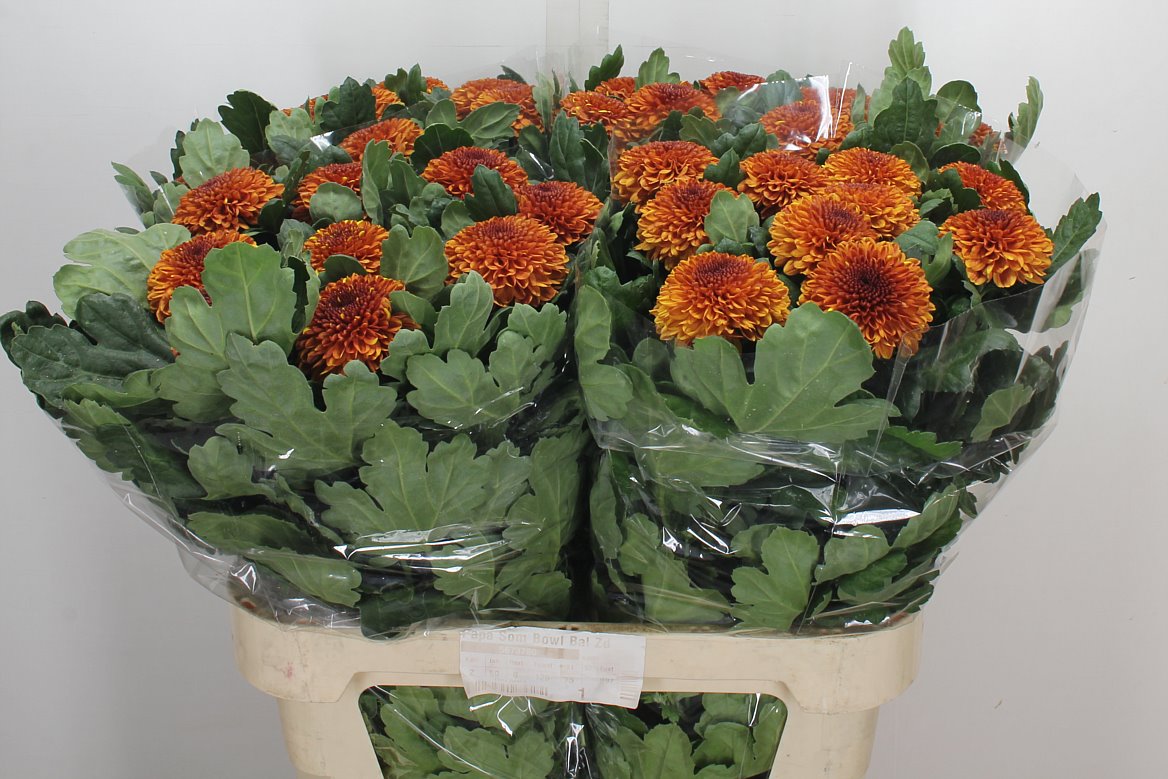 Chrysanth Single Kiev Bicolour 80cm 85gr.