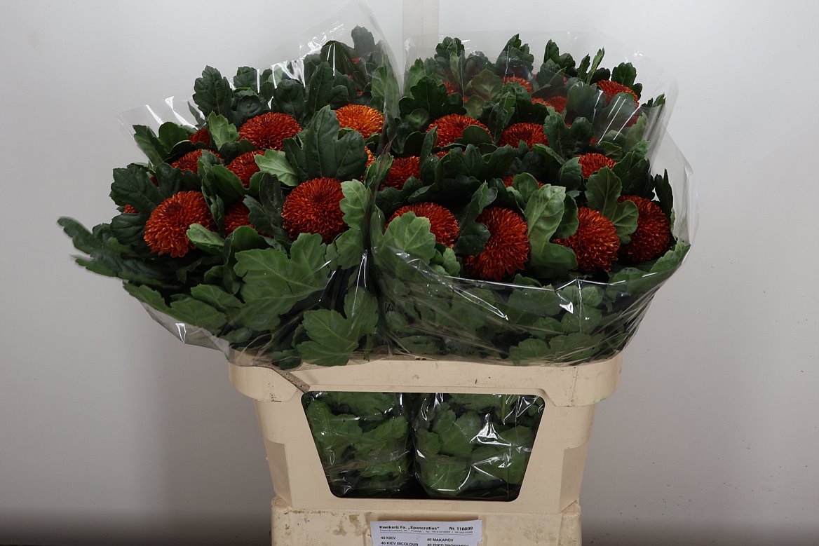 Chrysanth Single Kiev Bicolour 80cm 95gr.