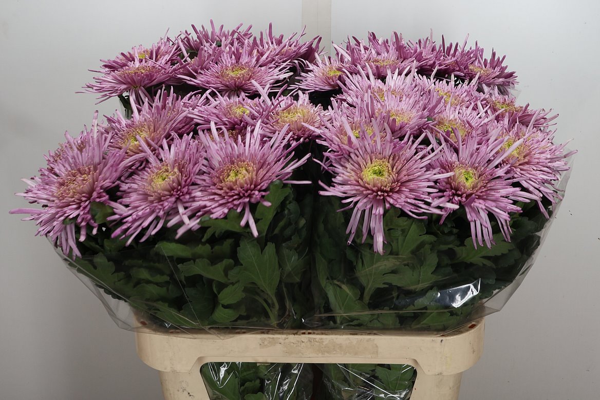 Chrysanth Single Uzuri Purple 80cm 90gr.