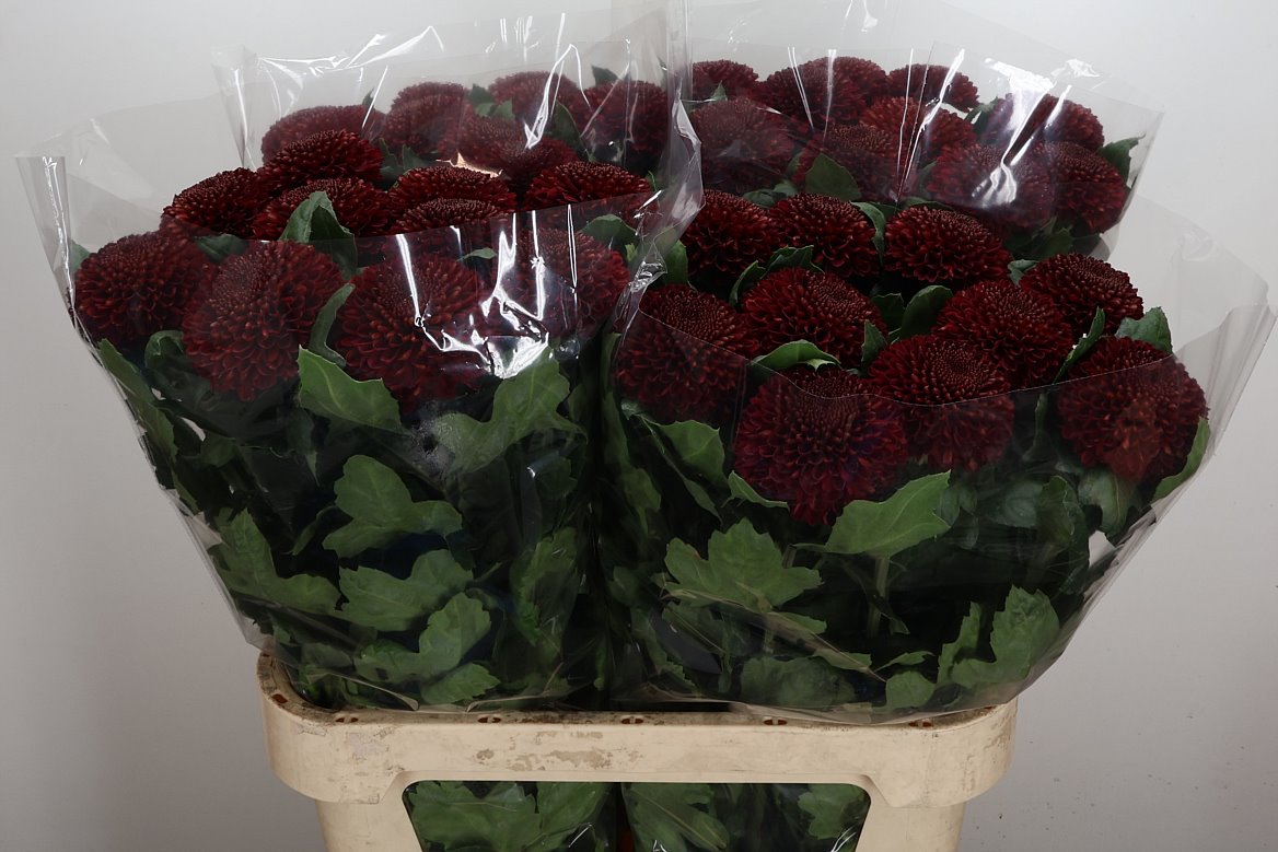 Chrysanth Single Kiev Dark 80cm 80gr.