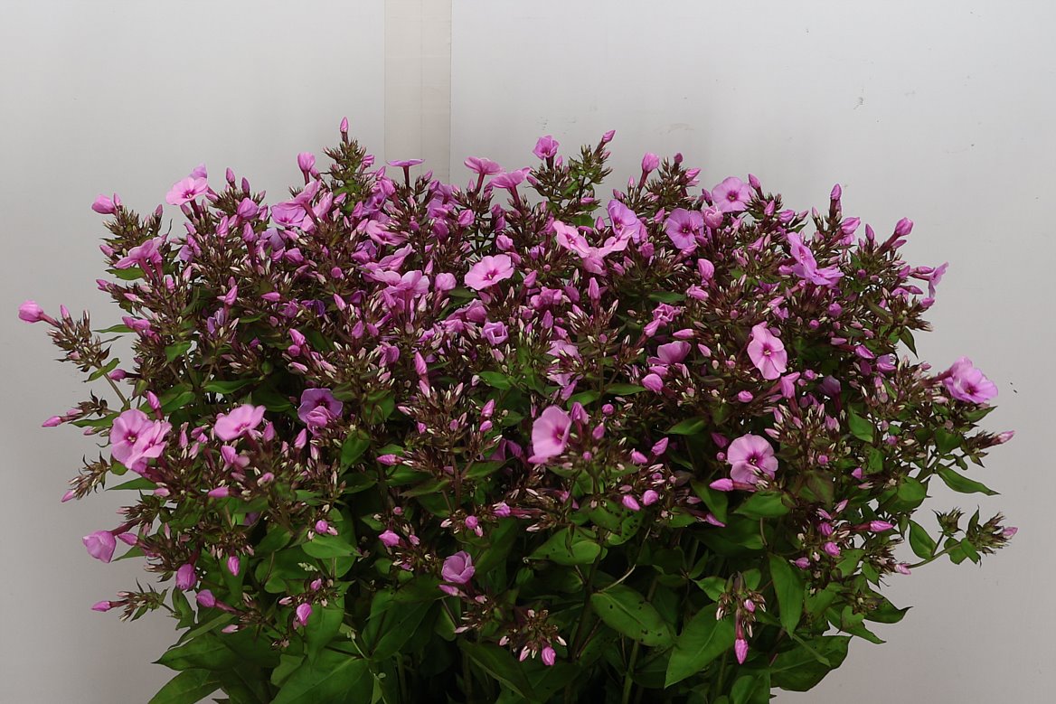 Phlox Miss Anna's Eyes 70cm