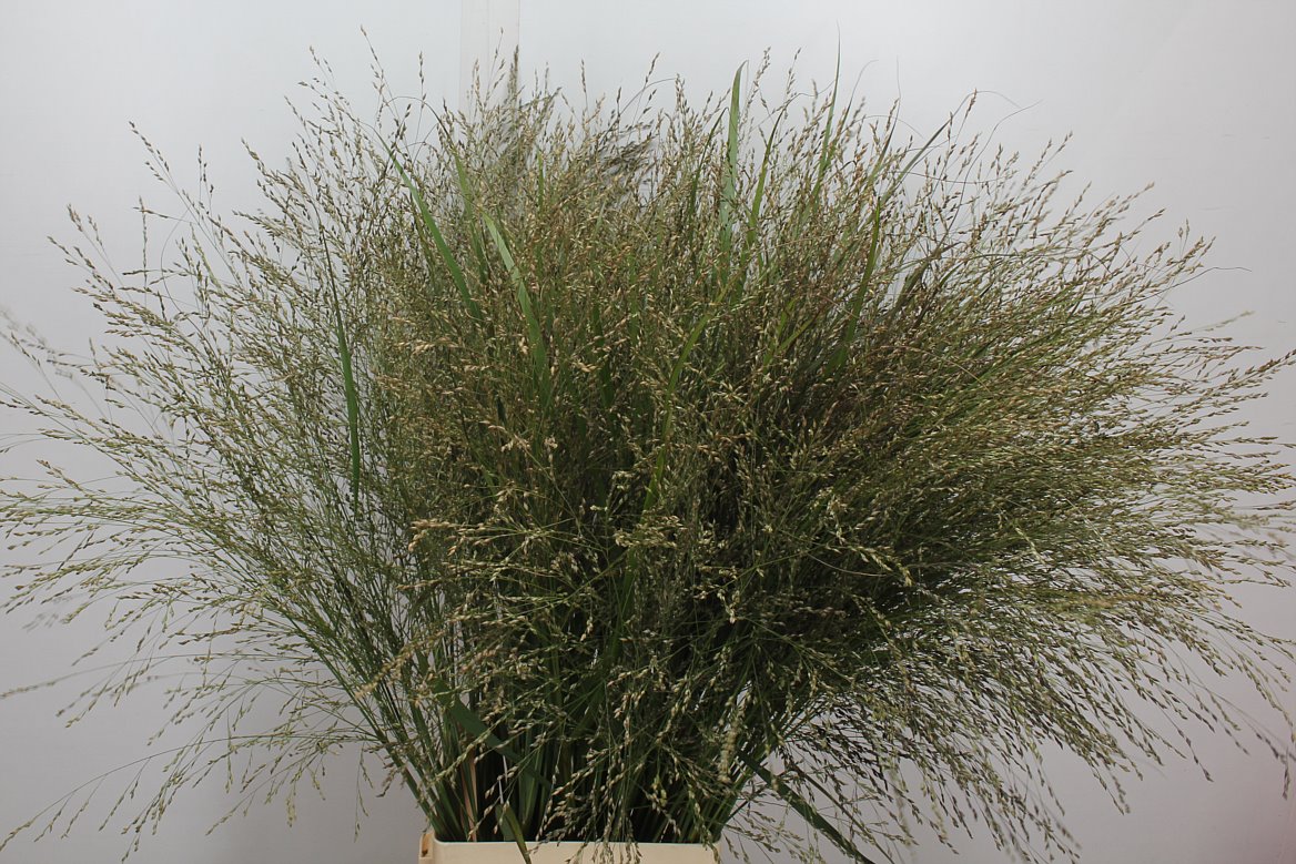 Panicum Warrior 90cm