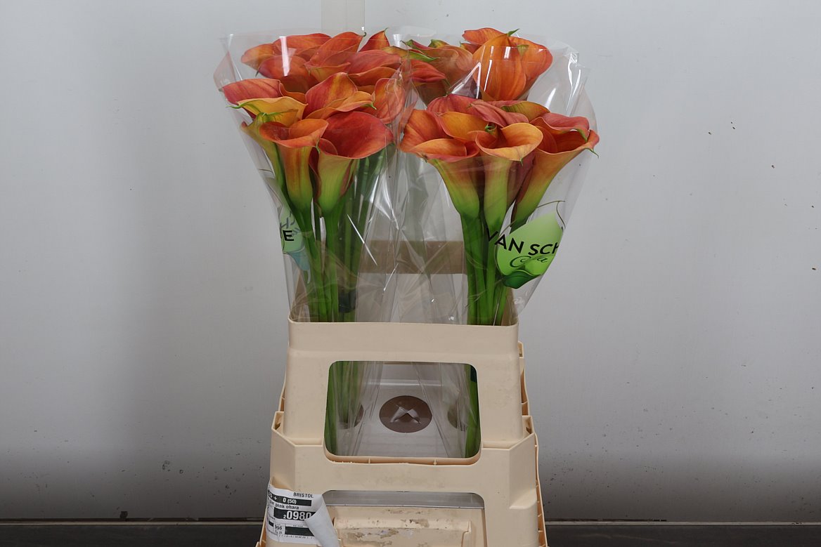 Zantedeschia Sunset Passion 60cm