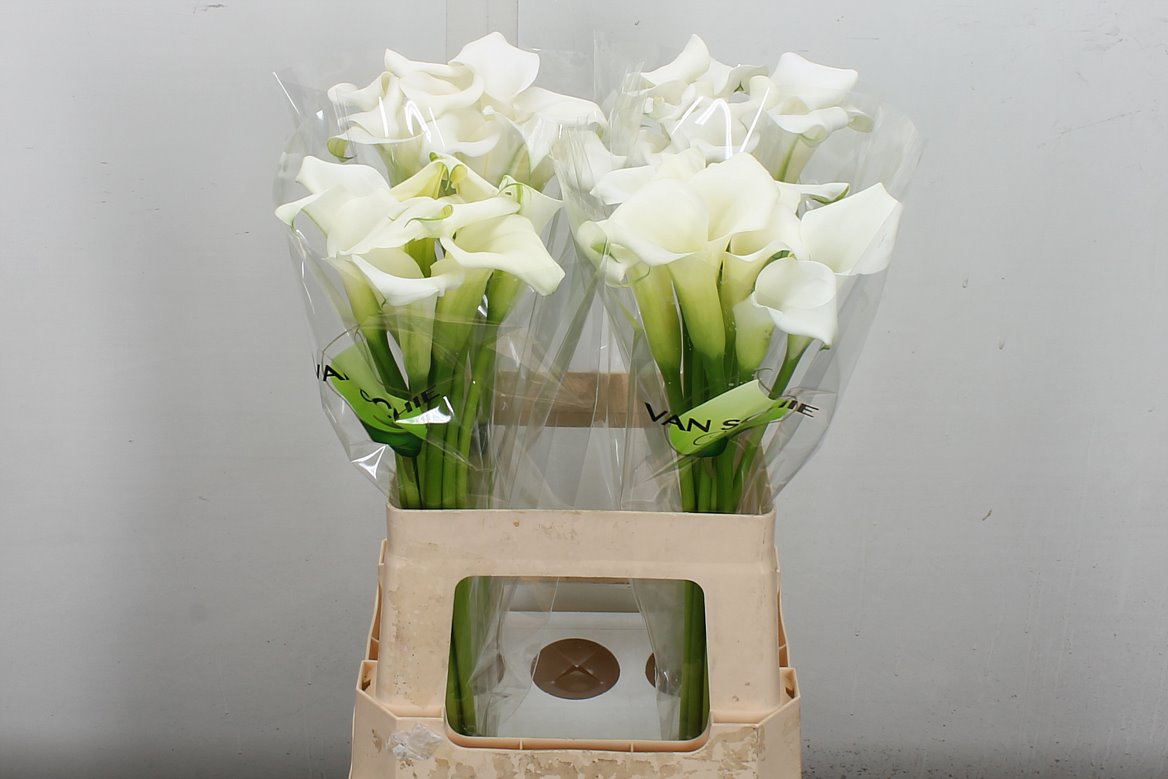 Zantedeschia Crystal Blush 60cm