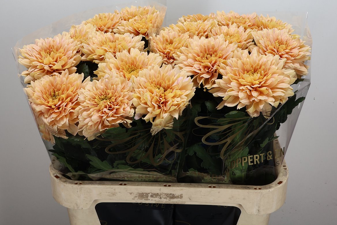 Chrysanth Single Kalimba Salmon 80cm 150gr.