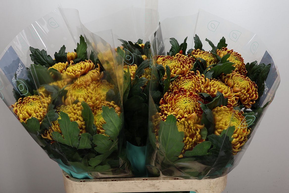 Chrysanth Single Fuego 80cm 115gr.