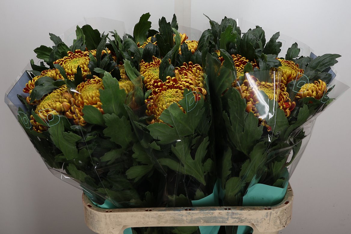 Chrysanth Single Fuego 80cm 130gr.