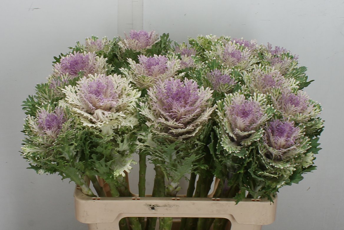 Brassica Crane King 60cm