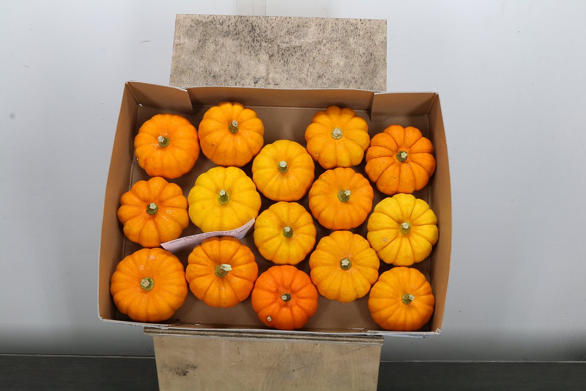Cucurbita Pepo Jack Be Little 9cm