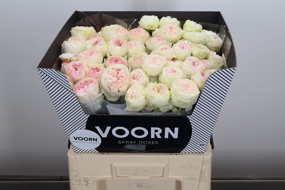 Rosa Spray Grandma's Finest Romy 60cm 4+