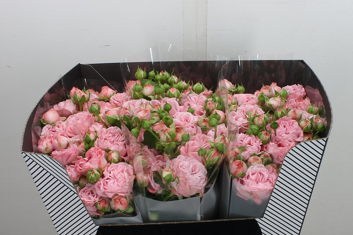 Rosa Spray Pink Flow 60cm 5+