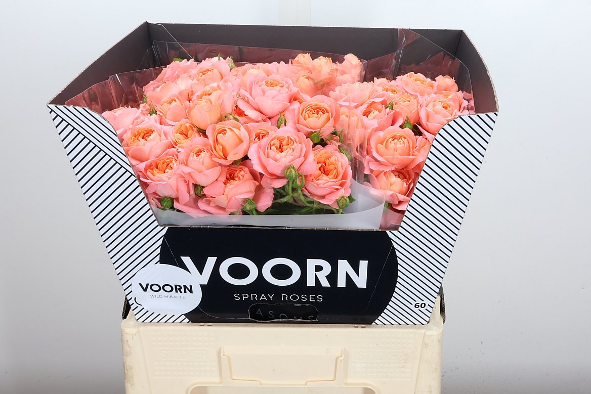 Rosa Spray Wild Miracle 60cm 5+