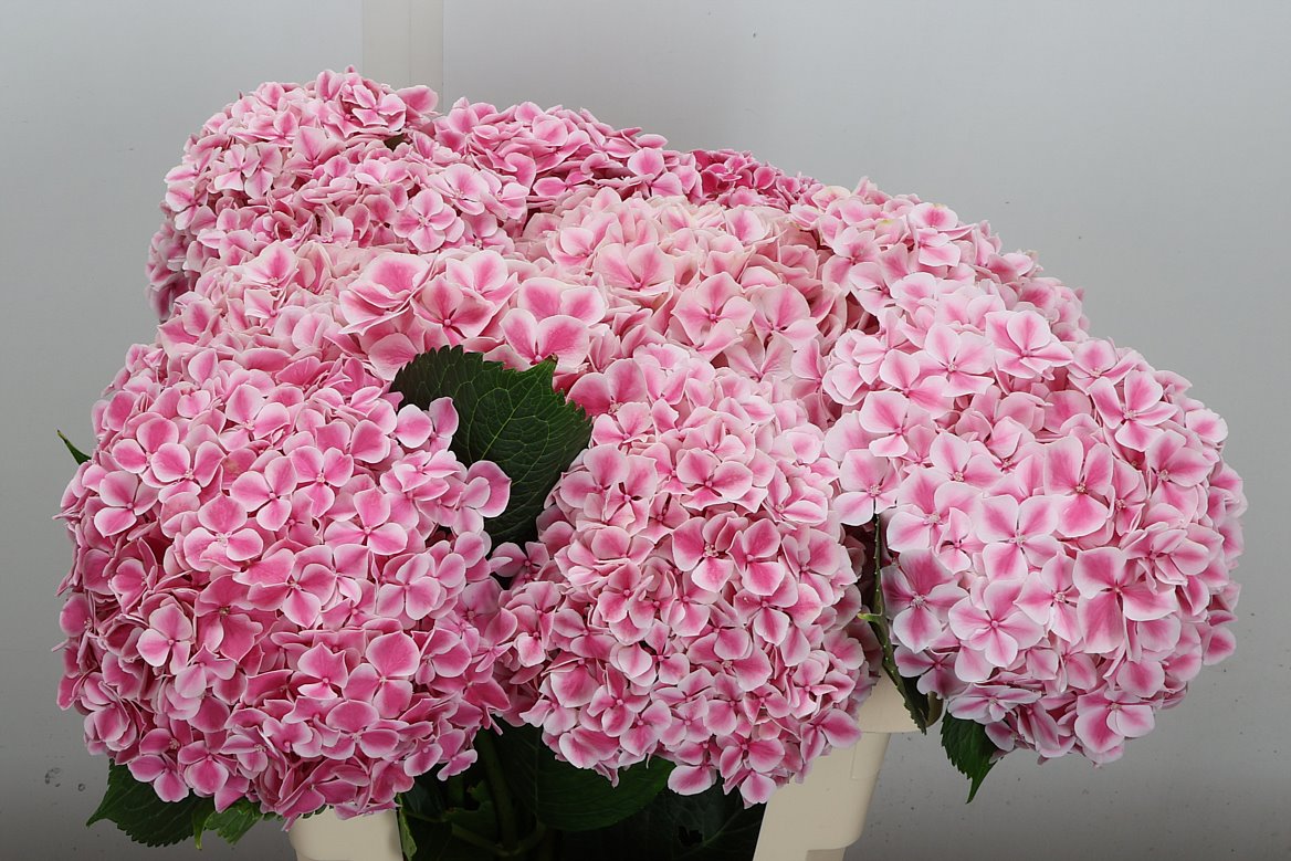 Hydrangea4936　0705 Hydrangea Sunsation | Hydrangea | Hydrangea | All flowers