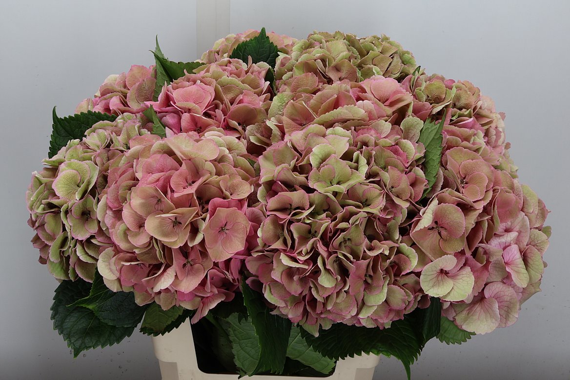 Hydrangea Royal Love Classic 60cm 20-22cm Hd