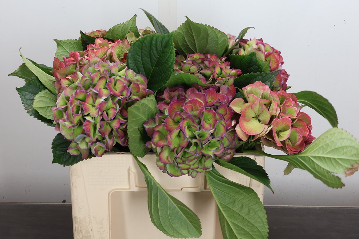 Hydrangea Royal Love Classic Blue 50cm 15-17cm Hd