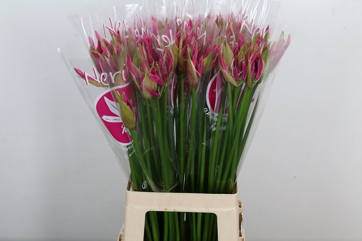 Nerine Ras Van Roon 70cm