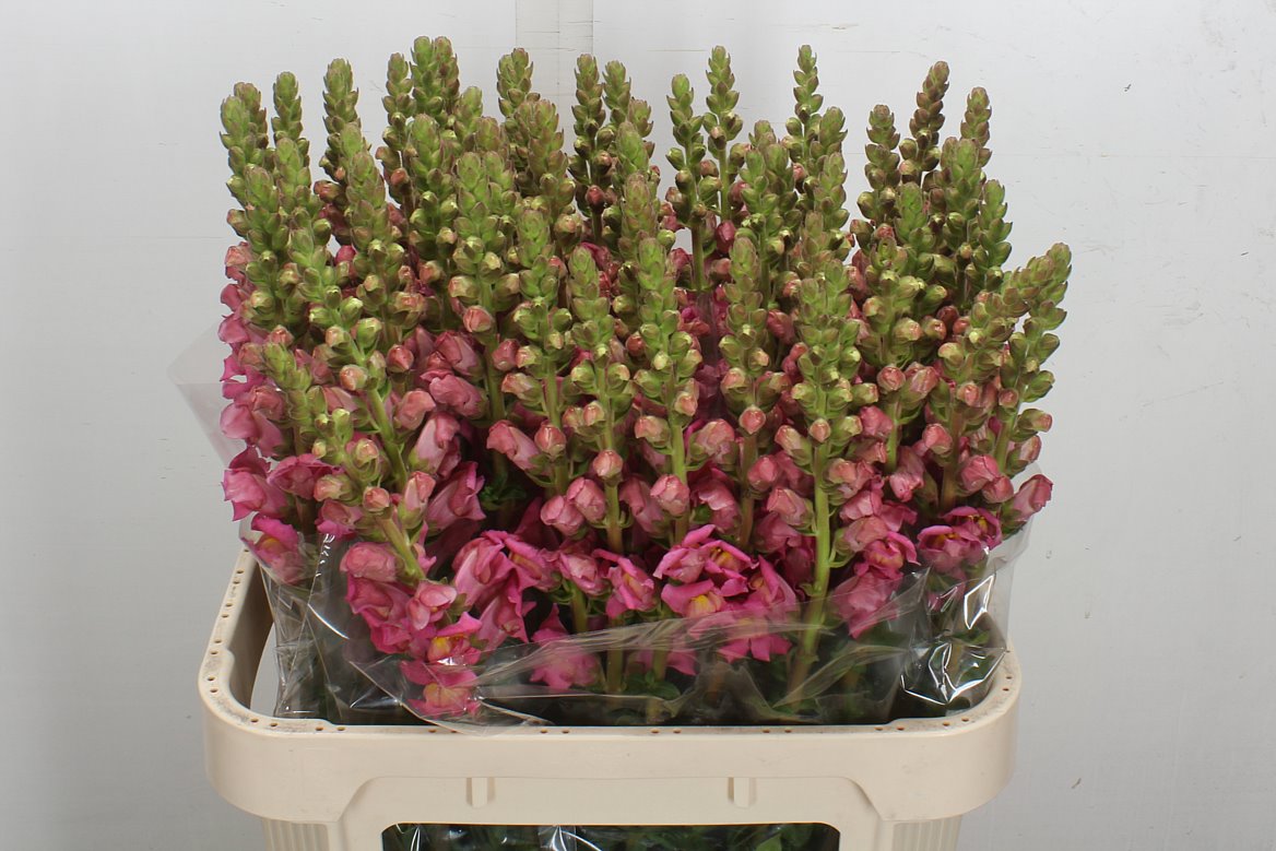 Antirrhinum Potomac Rose 80cm
