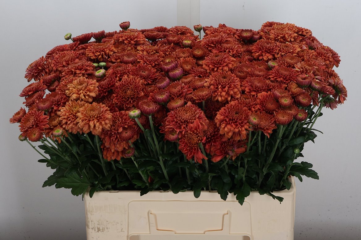 Chrysanth Spray Blenda Red 55cm 65gr.