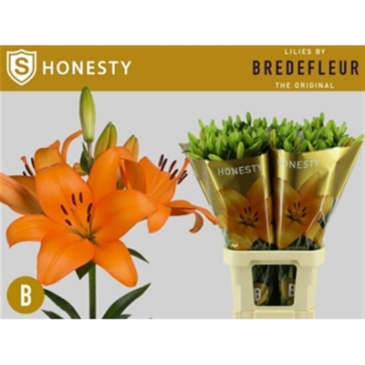 Lily La Honesty 95cm 5+