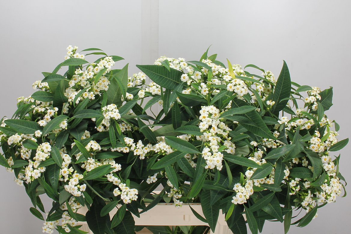 Euphorbia Fulgens Spray Quicksilver 80cm 15cm Hd