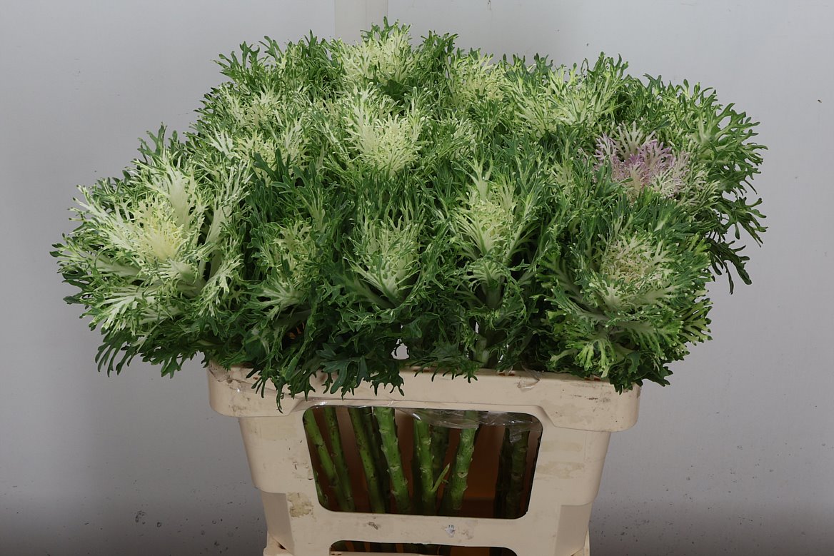 Brassica Crane King 60cm