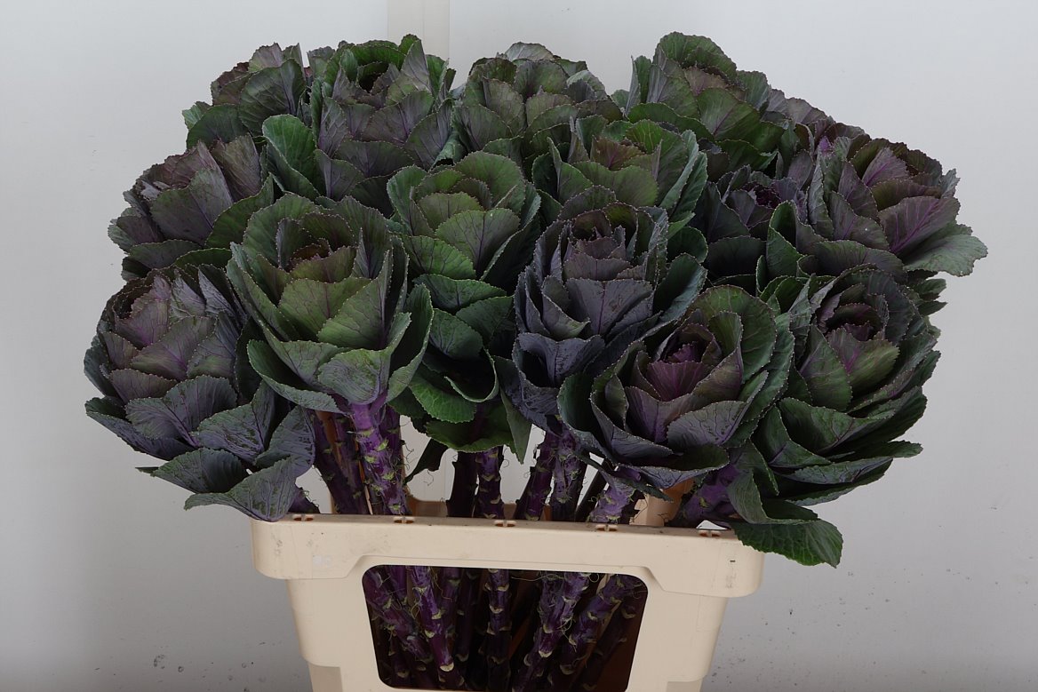 Brassica Red Crane 60cm
