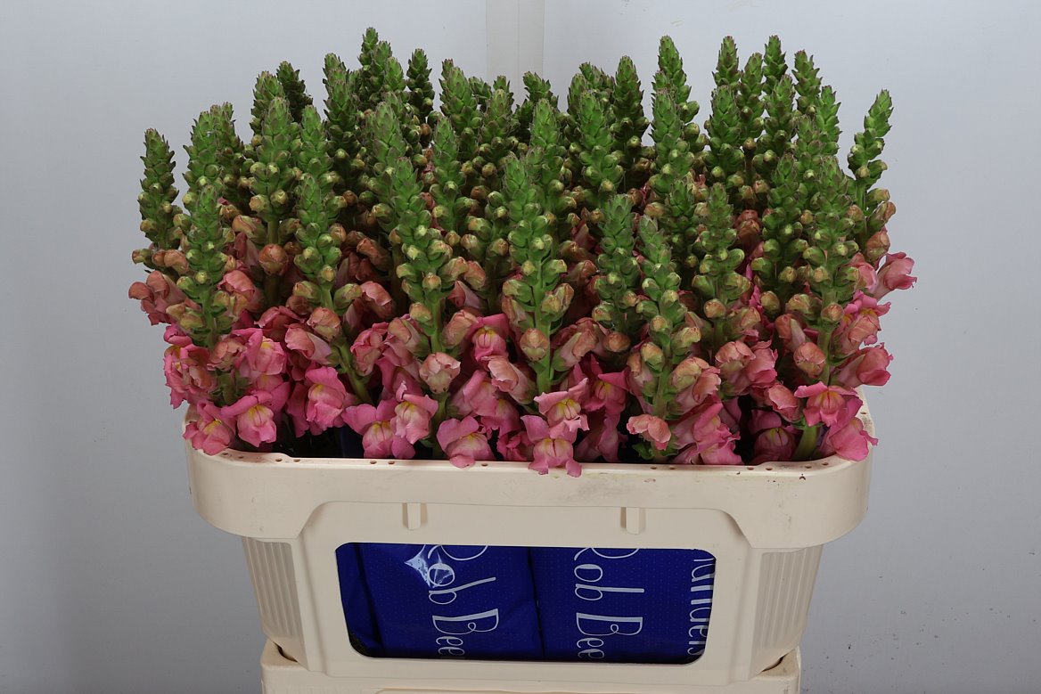 Antirrhinum Antibes Pink 75cm