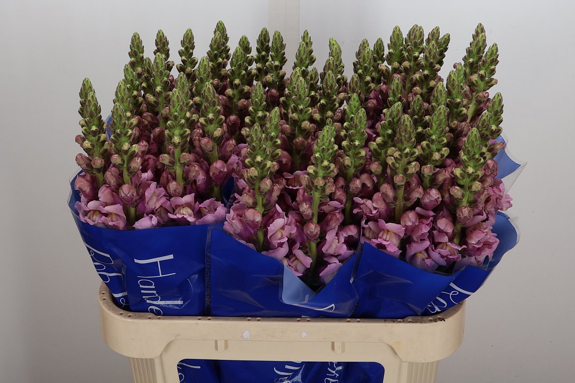 Antirrhinum Potomac Lavender 75cm