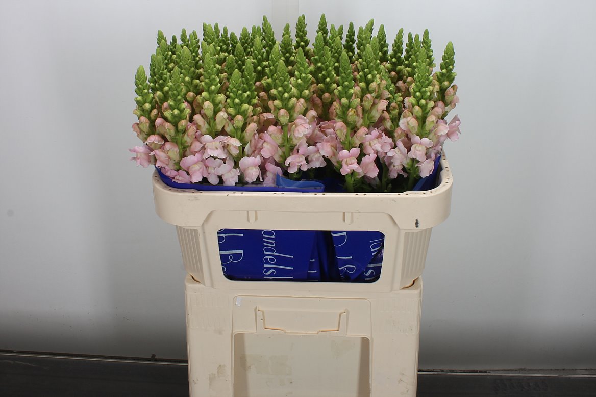 Antirrhinum Costa Silver 75cm