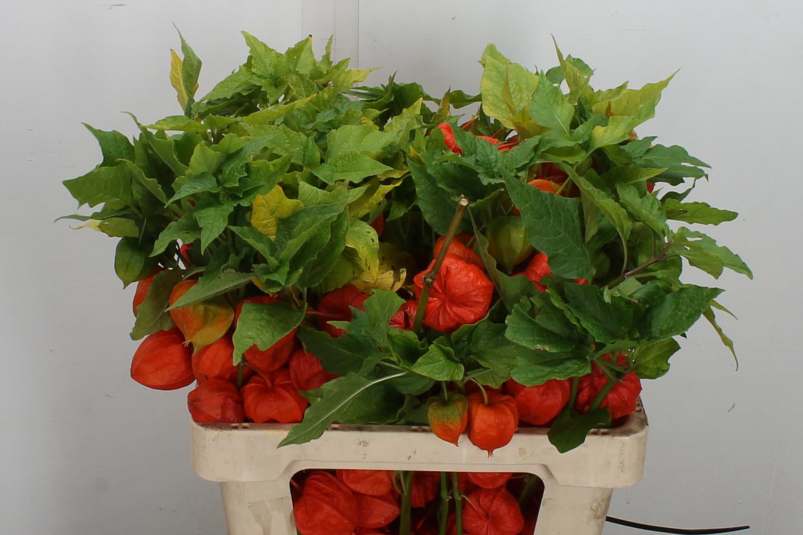 Physalis Alkekengi Lampion Per Stem 60cm