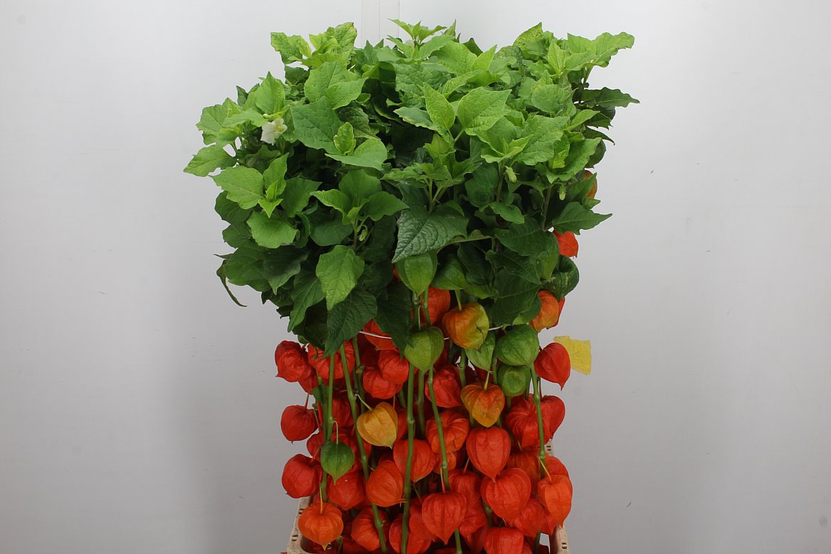 Physalis Alkekengi Lampion Per Stem 90cm