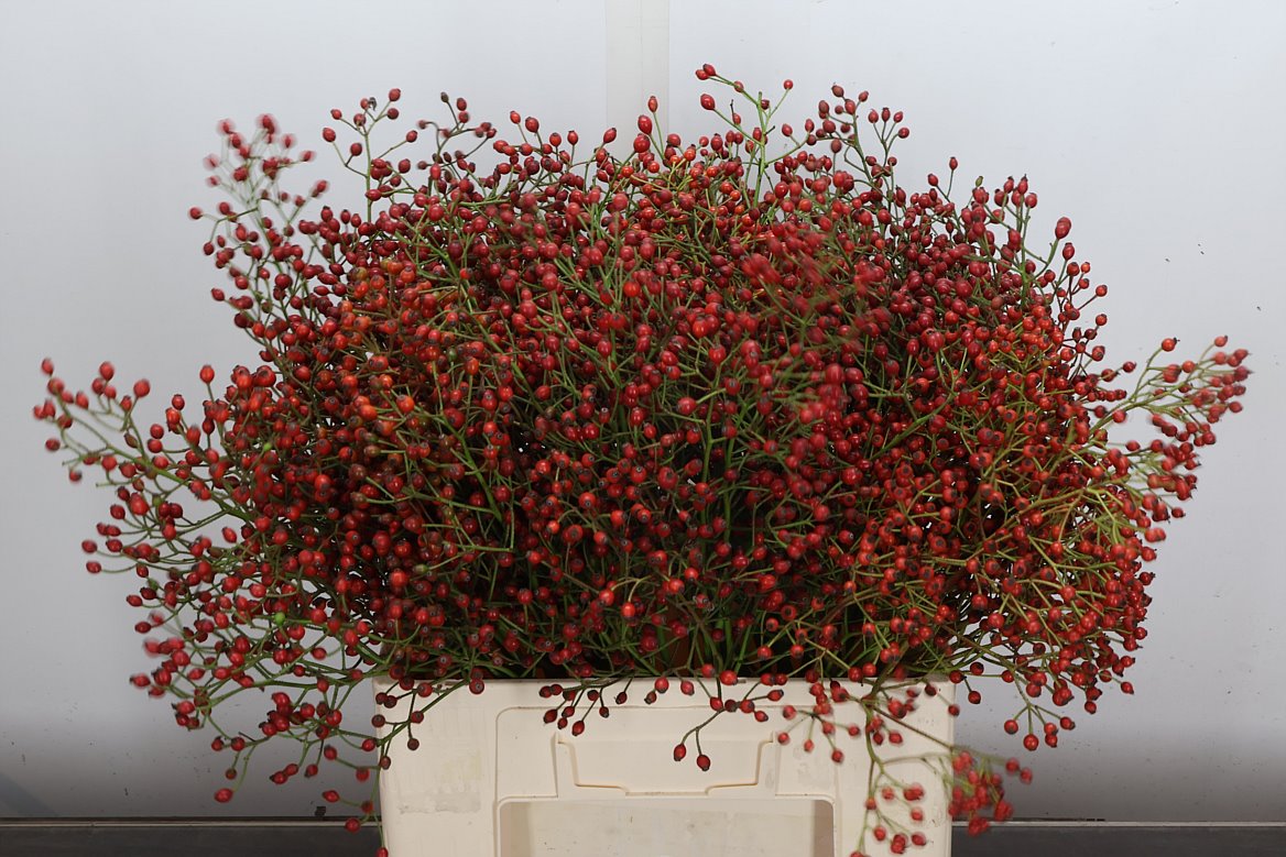 Rosa Plenty 60cm