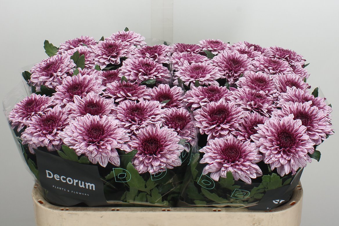 Chrysanth Single Pip 70cm 70gr.